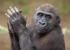 мак4223434-monkey-clap.gif